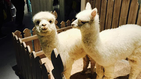 家居賣場開動物樂園，羊駝、土撥鼠等600只動物齊聚